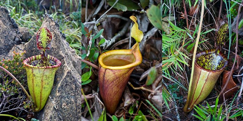 Nepenthes attenboroughii